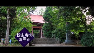 松虫寺の紫陽花~令和五年六月十八日~