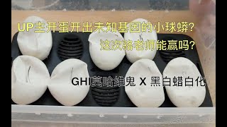 【球蟒开蛋】再次出现银色球蟒！甚至开出了未知基因球蟒？