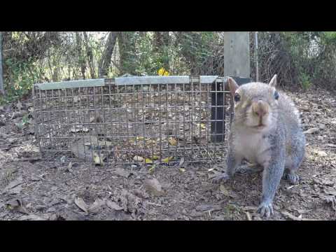 Trapping an Eastern Gray Squirrel Trapping an Eastern Gray Squirrel