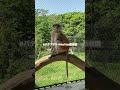 チラ見するパタスモンキー／のんほいパーク［youtube動物園］