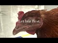 How to Treat Heat Stroke in Chicken.