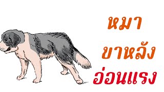 ขาหลังสุนัขไม่มีแรง สุนัขไม่มีแรงเกิดจากอะไร โรคข้อสะโพกเสื่อม สุนัข เกิดจากอะไร