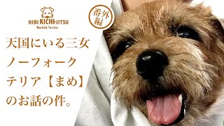 天国にいるノーフォークテリア まめ のお話【ノーフォークテリア norfolkterrier dog】