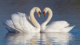 Learn How To Raise Swans