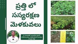 ప్రత్తి లో సస్యరక్షణ మెళకువలు || శ్రీ  పసుపులేటి  ఆంజనేయ ప్రసాద్, కాశిపాడు,పెదకూరపాడు, పల్నాడు