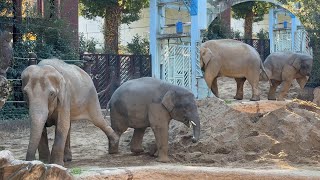 キックされたらキックで返すアルンくんがかわいい♪【‎2024年‎11月29日】【上野動物園】アジアゾウ