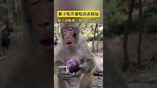 猴子吃洋葱吃出表情包 猴子闭眼那一刻：啥玩意儿啊，辣嘴还辣眼睛。