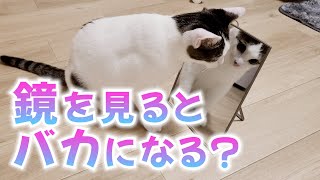 猫に鏡を見せたらテンション上がりすぎて怖かったｗｗ