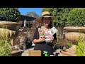 Tips and Care for Tuberous Begonias with Sarah Smith