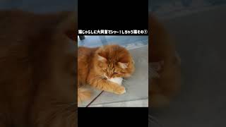 猫じゃらしに大興奮でシャー！しちゃう猫その①【サイベリアンの風（ふう）】#shorts #猫のいる暮らし  #茶トラ #サイベリアン