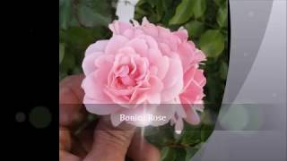 The Bonica Rose - Some Quick Facts