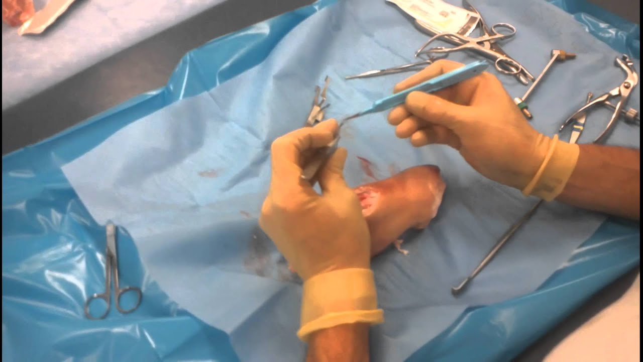 Surgical Technique & Sutures - YouTube