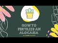 how to fertilize alocasia elephant ears