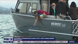 Kokanee salmon released into Lake Sammamish in Issaquah | FOX 13 Seattle