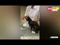 lucu banget. kesakitan habis disuntik si kucing marah marah minta wiskas sama dokter ~ kucing lucu