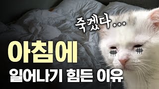 요즘 들어 아침에 일어나기 힘든 이유