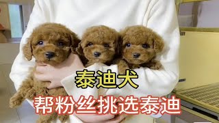 在农村大狗市帮咱家粉丝挑选泰迪犬，品种很多，宠物狗数不胜数