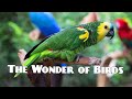 The Wonder of Birds | 15Min Wildlife Nature Film | The wildlife media