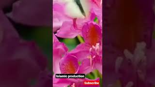 Power of Muslim/ Islamic naat Muslim attitude/ islamic WhatsApp status by islamic production#shorts