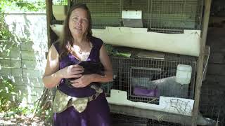 Urban Permaculture with Rabbits, Ducks, and Chickens