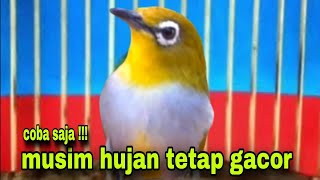 Pleci Ngalas Mancing Lawan || Cocok Untuk Terapi Pleci Di Musim Hujan Agar Tetap Gacor !!!