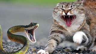 Incredible Cat will tear apart the Snakes 5 Dogs against the Cobra