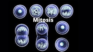 Mitosis - How one Cell becomes two