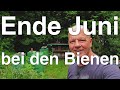 Ende Juni: wie ist die Situation bei den Bienen?