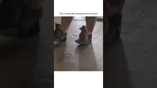 ADORABLE Kittens Go For a Ride on Pet Parent's Feet!