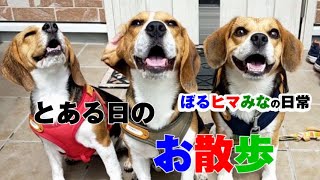 ビーグル犬〜ボルひまみなの日常～とある日のお散歩～