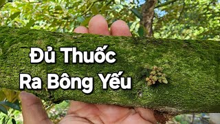 Những Yếu Tố Làm Cho Sầu Riêng Mùa Thuận Ra Bông Yếu Không Đồng Đều