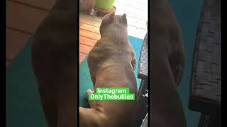 Pocket bully with muscles 💪🏽 #cute #viral #fyp #fypシ #dog #instagood