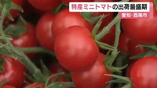 ハウスで完熟させ房に付いたまま収獲…愛知・西尾市特産のミニトマトの出荷が最盛期 甘くて濃厚な味わい