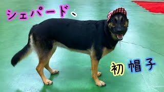 シェパード犬、生まれて初めて被る帽子に盛大に荒ぶる【German Shepherd】 My Dog Wears Her Favorite Hat