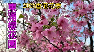 東涌櫻花園絕美櫻花~粉紅浪漫櫻花，觀景山下壯美花海|2023年香港花季|附交通，3分鐘就到櫻花園🌸🌺