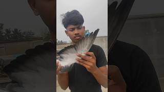 5 টা পায়রা কোথা থেকে এলো 😱 #minivlog #shorts