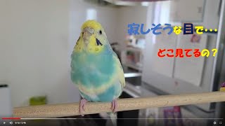 セキセイぱるたん。投薬治療３日目。まだ鳴きません・・・。