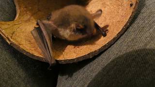 Norman the Natterer's Bat