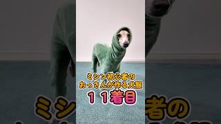 おっさんが作る犬服 11着目:イタグレめるのボアロンパース #shorts #イタグレ #イタグレ服