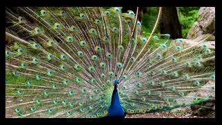 Beautiful Peacock || একটি সন্দুর ময়ূর পাখি ||