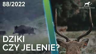 SUDECKA OSTOJA 88/2022 Stag Hunting in Polish Forests | Deer Hunt in Poland