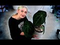 Repotting a wonky Forgetii! | Chaotic Houseplant Chores