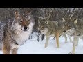 Meeting a Wolf Pack | Deadly 60 | Earth Unplugged