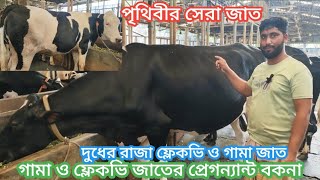 পৃথিবীর সেরা ফ্লেকভি ও গামা জাতের প্রেগনেন্ট বকনা বিক্রি হবে বি:জা:দেখুন পুরো ভিডিওটিJaker dairyfarm