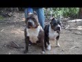 From The Archives: A young GrCh Homie and Lock N Load - American Bully Legends