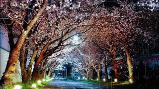 (고막힐링) ♪마음의 안정을 주는 봄 비 소리 ASMRㅣThe sound of spring rain that calms the mind with cherry blossoms♪