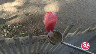 POV: Feeding flamingos at the San Antonio Zoo