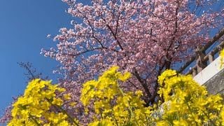 2022/02/28　満開です！　喜木川沿いを彩る宮内の河津桜と菜の花　その３　〜愛媛県八幡浜市〜