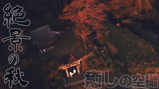 Cinewhoop マイクロドローン 癒しの空撮！秋桜と絶景の夕景 佐世保市岩上神社