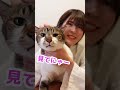 猫の頭にコロコロテープで大人しくなる理由！【獣医師が解説】 shorts